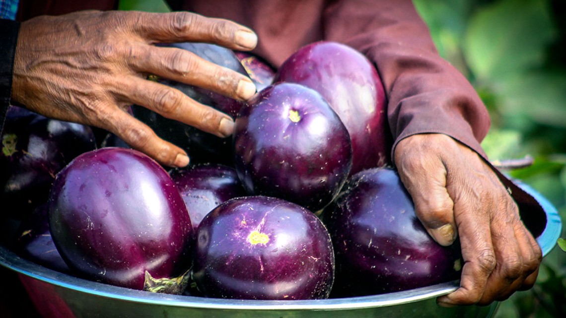 A farmer holds a bin of eggplant.