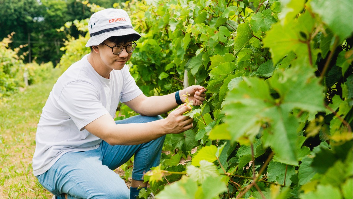 Hongrui Wang works with grapevines