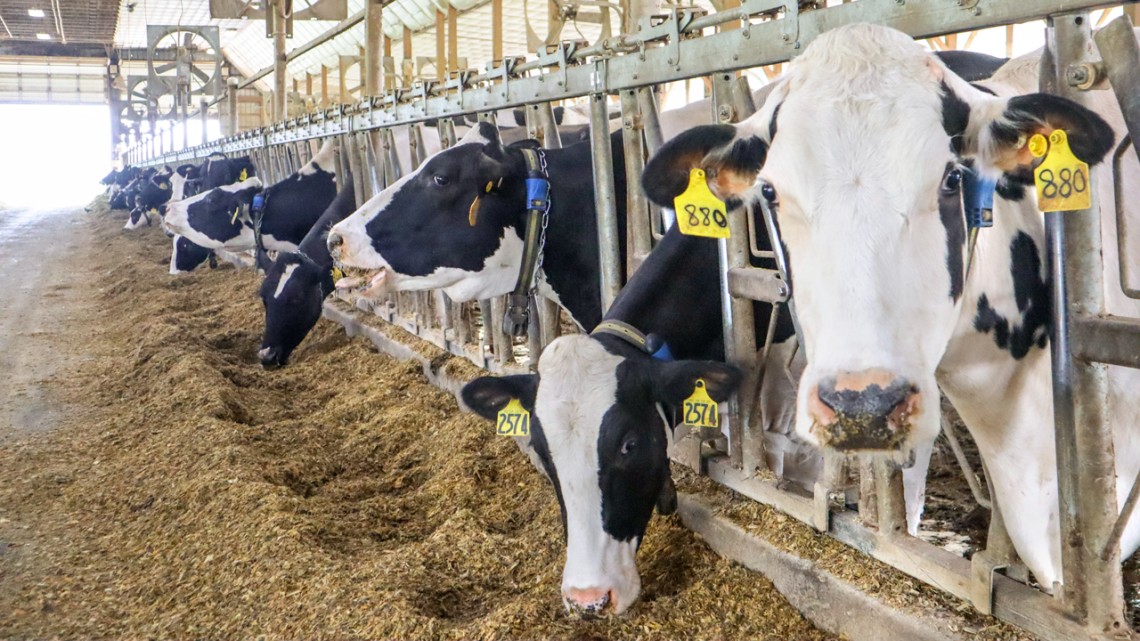 Cows wearing automated sensors