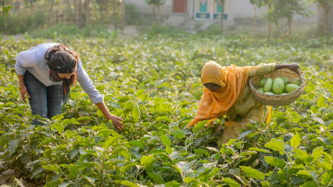 image of two people picking plants in a field