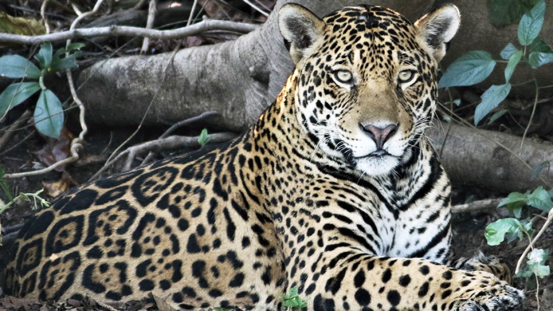 Photo of wild jaguar in Brazil