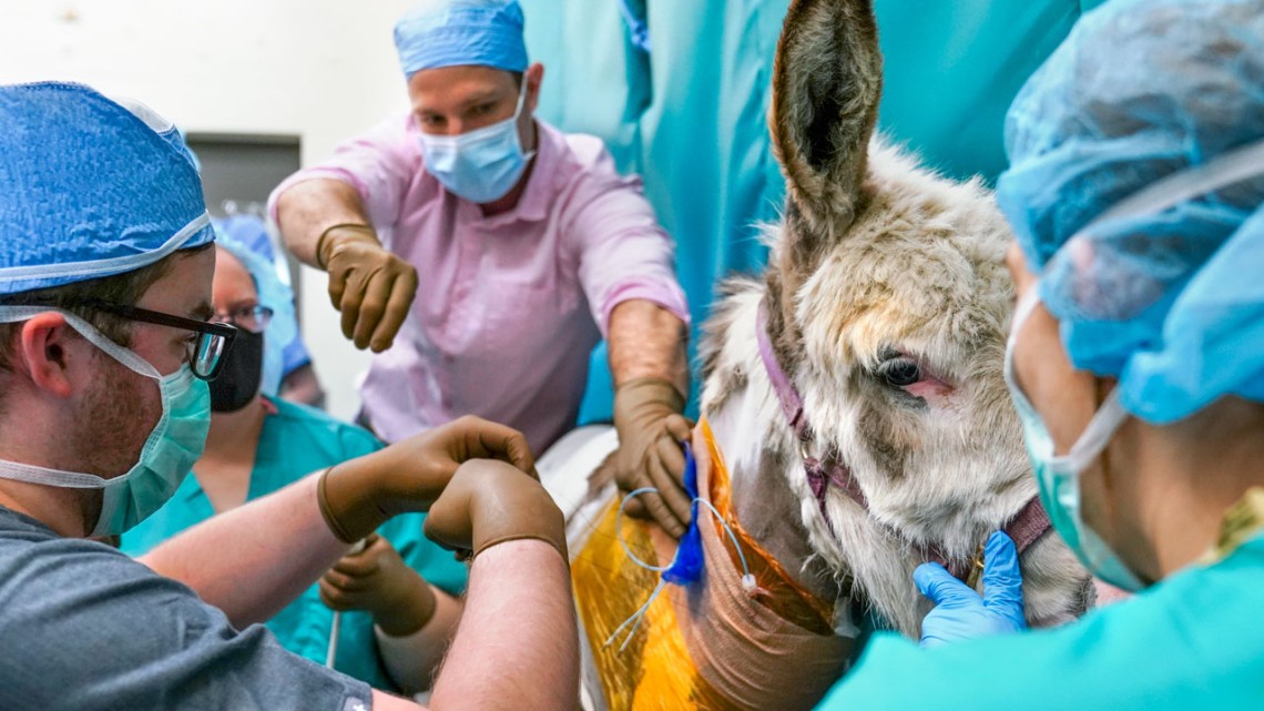 A mini donkey gets operated on by vets.