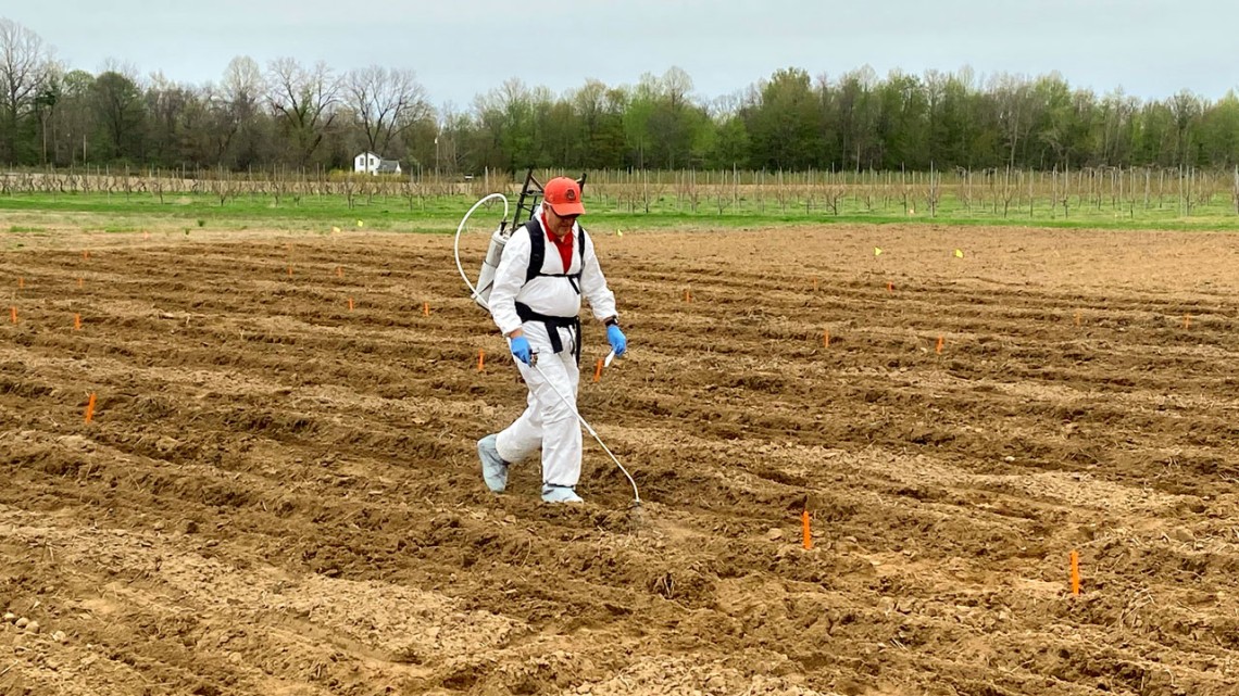 Man walks in field with weed sprayer.