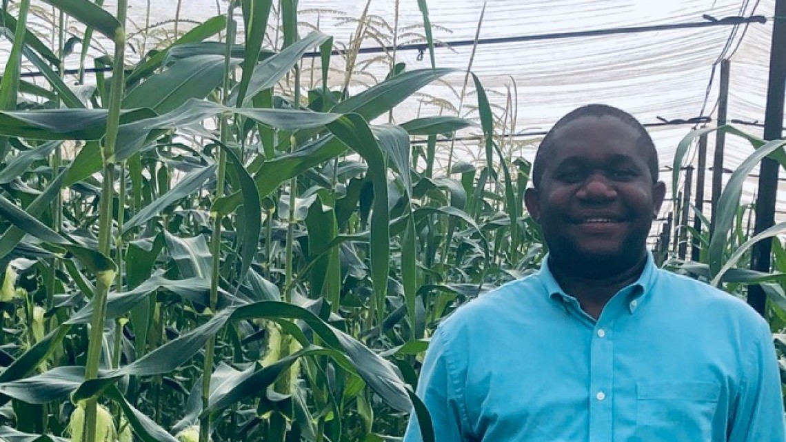 A man stands near corn growing in a greenhouse