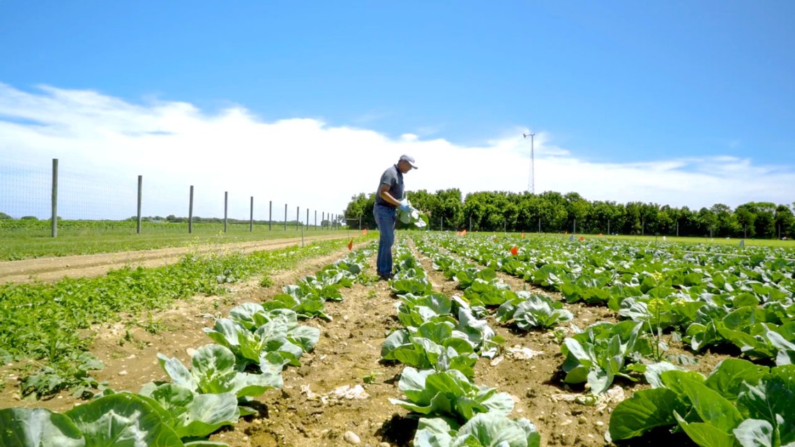 Man in vegetable field.