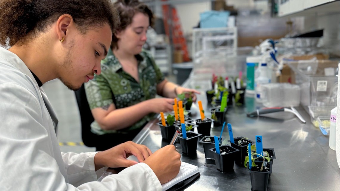 Ithaca High School senior Etienne Exantus studies tomato grafting with graduate student and mentor Sam Yanders.