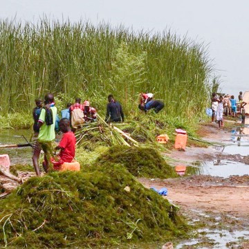 Researchers and community members gather ceratophyllum demersum from a water access point in northern Senegal.