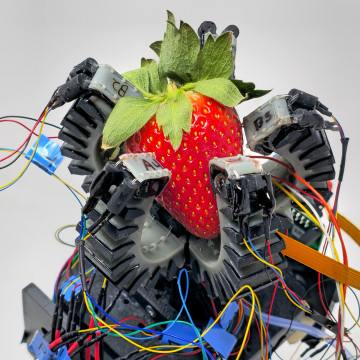 This soft-gripping technology, developed in the Organic Robotics Lab, could lead to more resilient and ecological food production and increase the availability of fruit species that are difficult to cultivate.