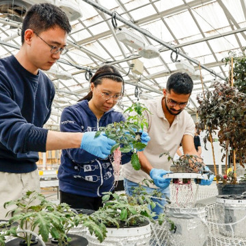 CROPPS trainees Yanlei Zhai, Tian Gong and Sathwik Manjunath transplant RedAlert plants.