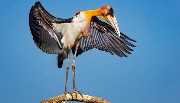 Greater adjutant stork.