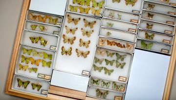 Moths collection