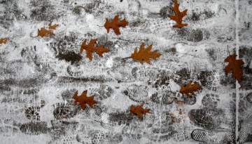Snow on leaves