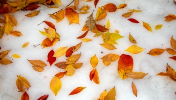 leaves on snow