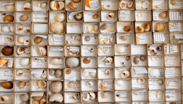 mollusk shells
