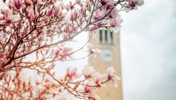 Tree blossoms in Ho Plaza.