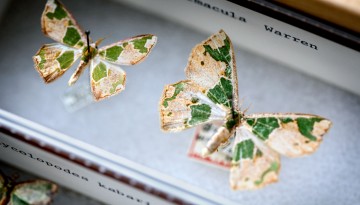 Archichlora viridimacula, the Embellished Emerald moth