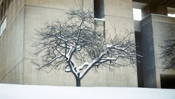 Snow clings to a tree outside the Herbert F. Johnson Museum of Art.