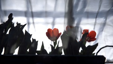 Hydroponic tulips