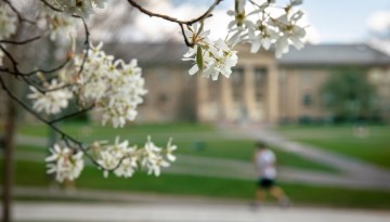 Spring blossoms ring the Arts Quad.
