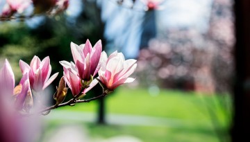 Magnolia blossoms burst open in the spring sun.
