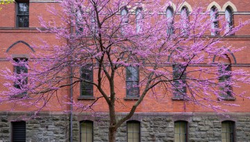 Spring blossoms outside Sage Hall.