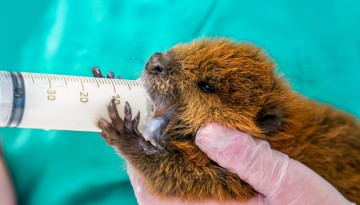 Beaver drinking from syringe