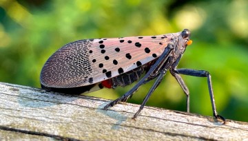An adult spotted lanternfly.