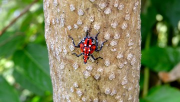 Spotted Lanternfly in fourth stage