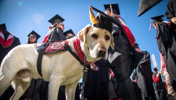 A service dog wears a graduation cap and tassel. 
