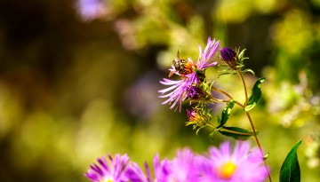 A pollinator visits Minns Gardens.