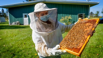 Honey Bee Studies
