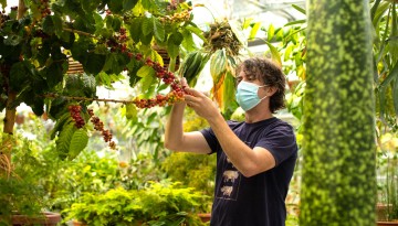 A student tends to plants inside the Liberty Hyde Bailey Conservatory.