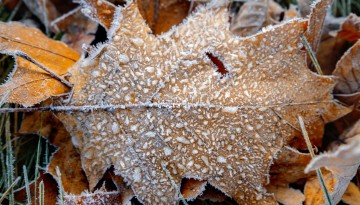 Frost-covered leaf.