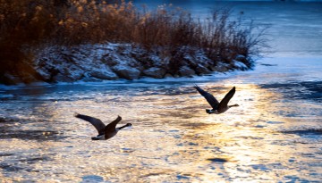 Geese fly over Beebe Lake in winter.
