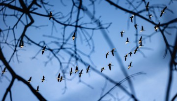 A flock of geese flies over Beebe Lake in winter. 