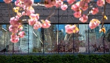 Spring cherry blossoms in full bloom outside the Bloomberg Building at Cornell Tech.