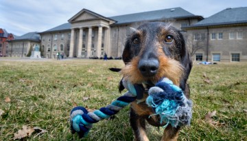 A dog wants to play on the Arts Quad.