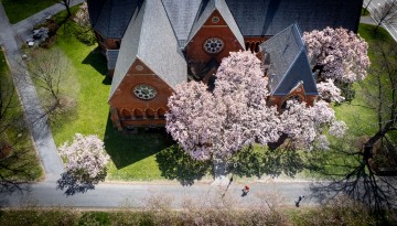 Magnolias are in full bloom outside Sage Chapel.