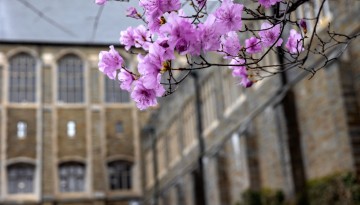 Spring blossoms swing in the breeze near Willard Straight Hall.