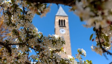 Spring blossoms frame McGraw Tower.