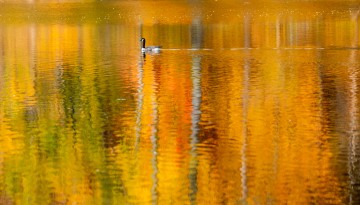 A goose floats on Beebe Lake on an autumn afternoon.