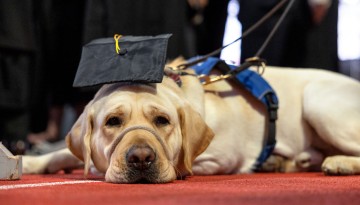 A graduate’s service dog-in-training gets to walk at December graduation in Barton Hall.
