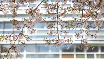 Cherry blossoms hang outside the Cornell Health building.