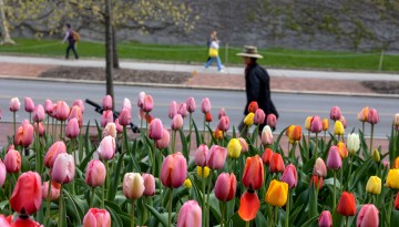 Tulips bloom outside Day Hall.