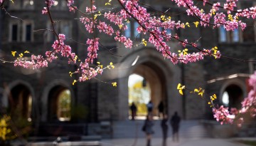 Spring blossoms are lit by the afternoon sun near Myron Taylor Hall.