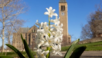 First signs of spring on Ho Plaza