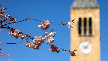 First signs of spring near McGraw Tower.