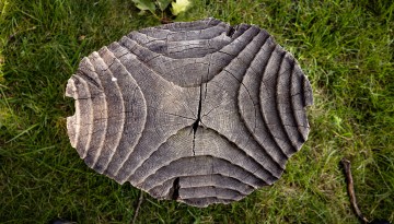 A carved stump rests in the grass outside Sibley Hall.