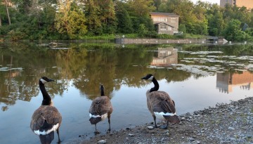 Geese at Beebe Lake.