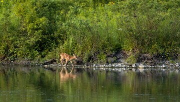 A fawn feeds on Werly Island at Beebe Lake.